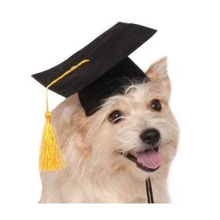 Black Graduation Hat Costume Pet